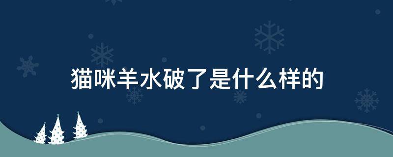 貓咪羊水破了是什么樣的（貓貓羊水破了的癥狀）