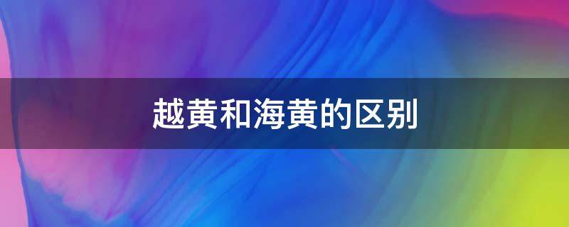 越黄和海黄的区别 越黄和海黄的区别图片