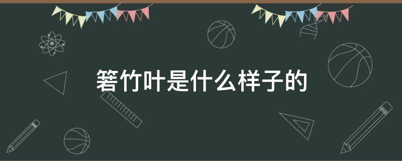 箬竹叶是什么样子的 箬叶是竹叶吗