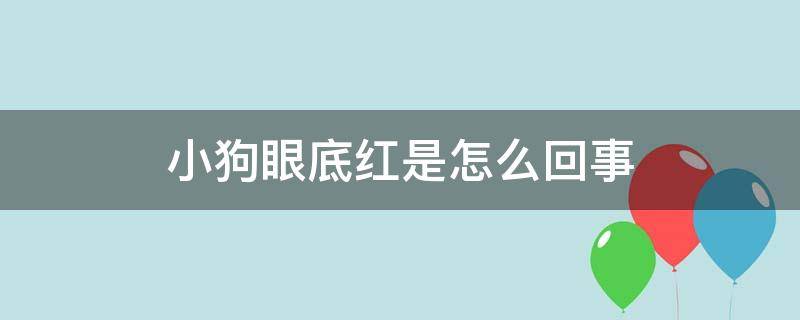 小狗眼底红是怎么回事 狗狗眼睛红是什么情况