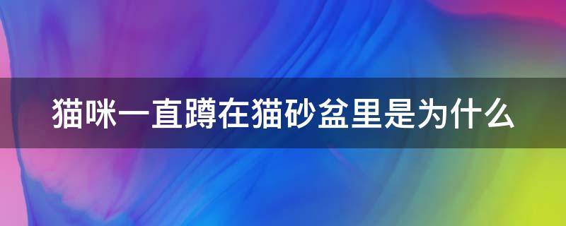 貓咪一直蹲在貓砂盆里是為什么（貓老是去貓砂盆里蹲著但是又不拉）