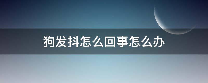 狗发抖怎么回事怎么办（小狗发抖怎么回事怎么办）