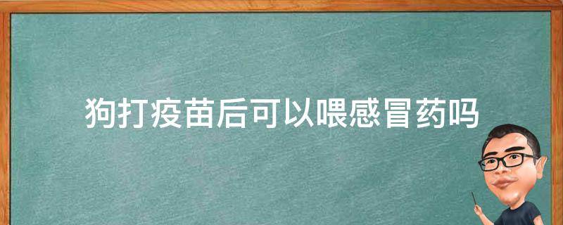 狗打疫苗后可以喂感冒药吗 狗狗刚打疫苗可以吃感冒药吗