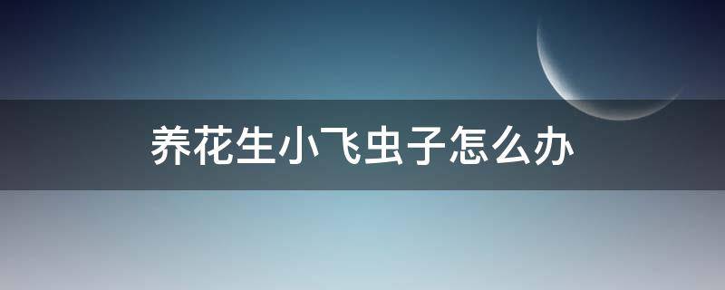 养花生小飞虫子怎么办 养花生了小飞虫怎么办