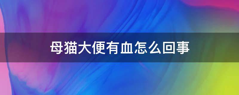 母猫大便有血怎么回事 母猫大便里有血