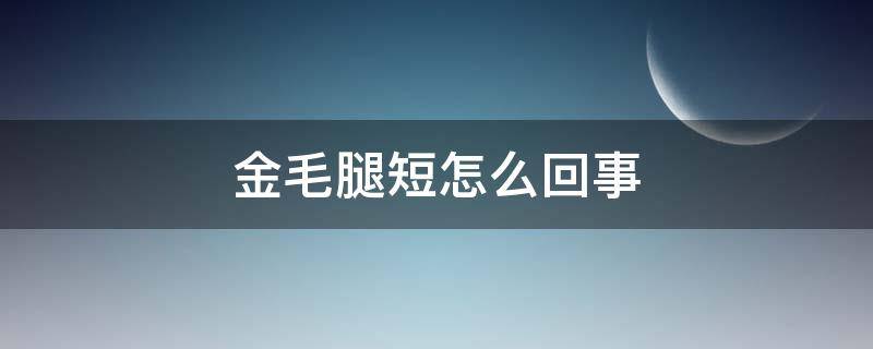 金毛腿短怎么回事 金毛腿短是好金毛吗