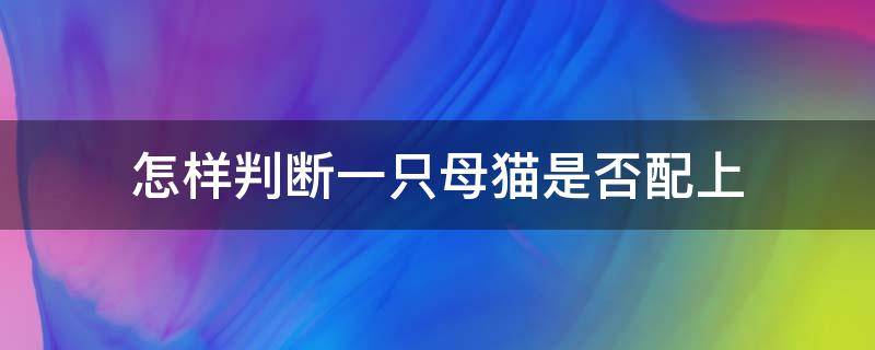 怎样判断一只母猫是否配上