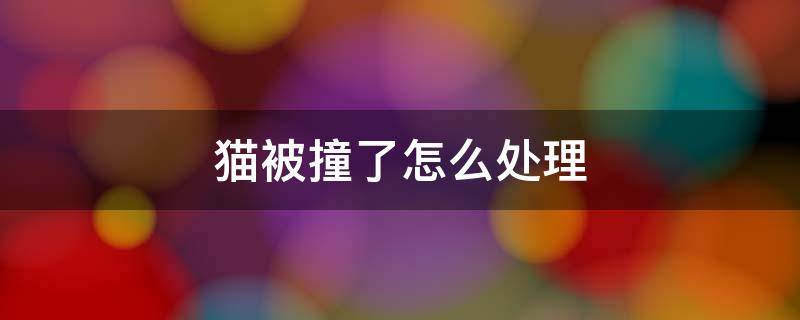 貓被撞了怎么處理 貓被車撞了怎么處理