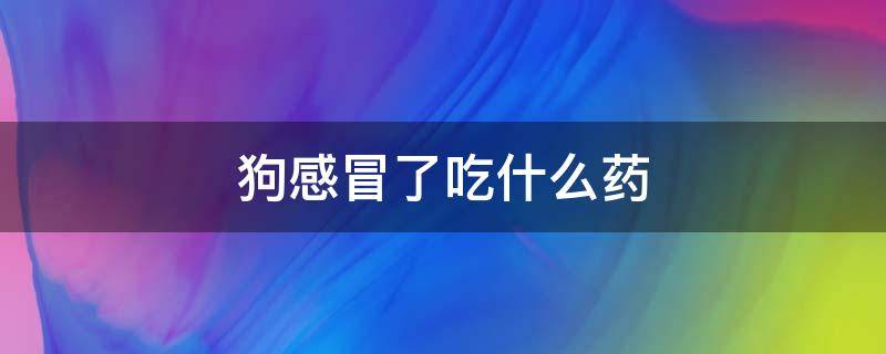 狗感冒了吃什么药 泰迪狗感冒了吃什么药