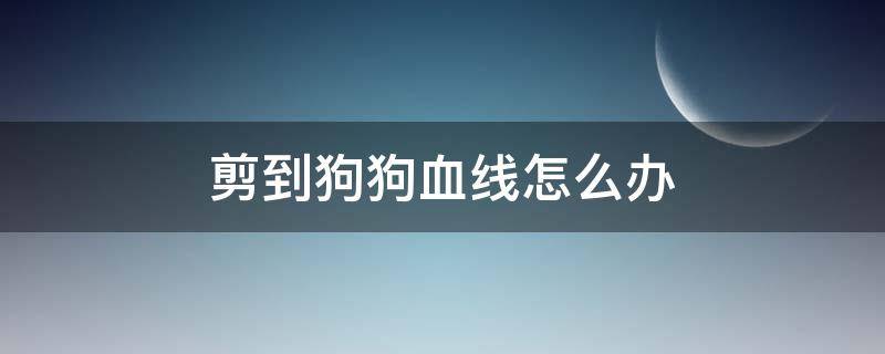 剪到狗狗血线怎么办 不小心剪到狗狗血线怎么办