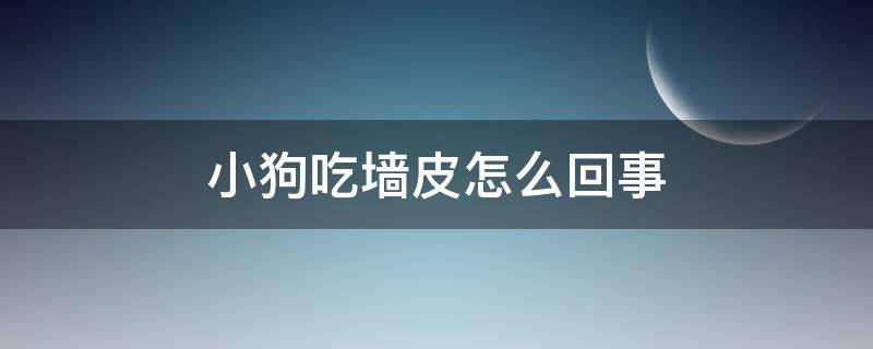 小狗吃墻皮怎么回事（小狗吃墻皮是怎么回事）