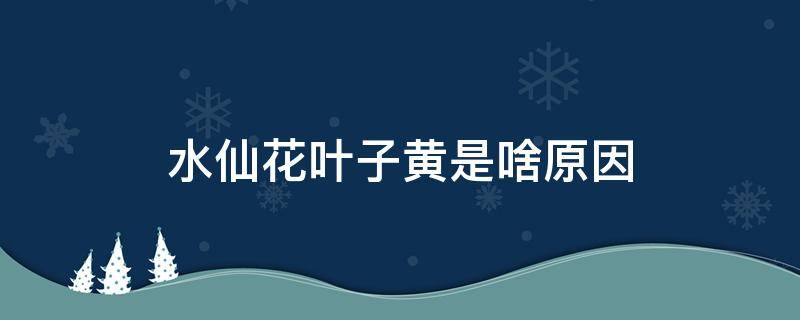 水仙花葉子黃是啥原因 水仙花黃葉是什么原因