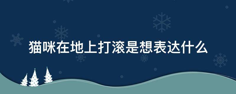 猫咪在地上打滚是想表达什么（猫在地上打滚是开心吗）