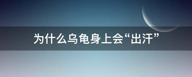 为什么乌龟身上会“出汗”（乌龟为什么背上有汗）