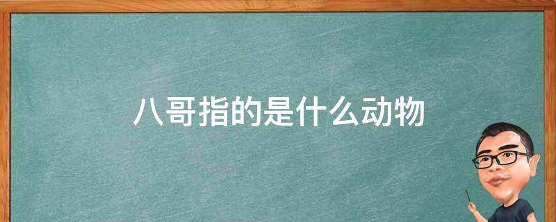 八哥指的是什么動物（八哥是屬于哪一類動物?）