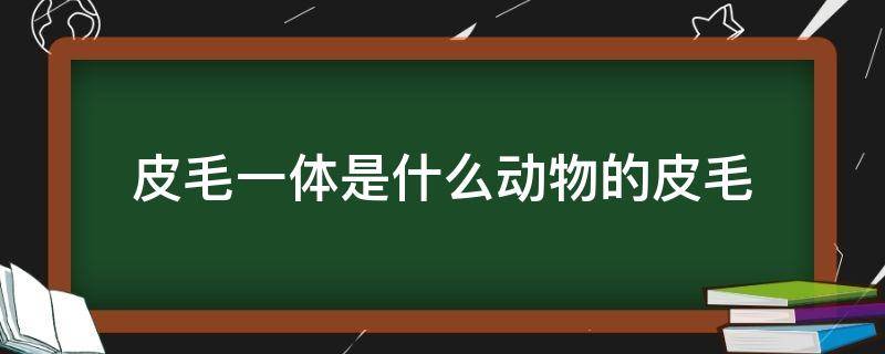 皮毛一体是什么动物的皮毛 皮毛一体是啥动物毛