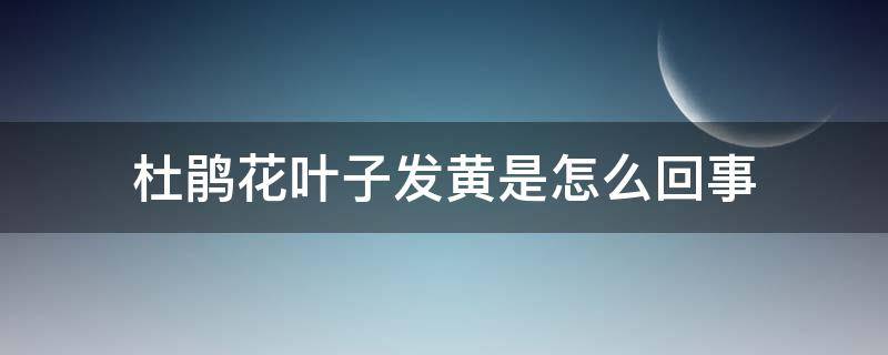 杜鹃花叶子发黄是怎么回事（杜鹃花叶子发黄是怎么回事用什么药）