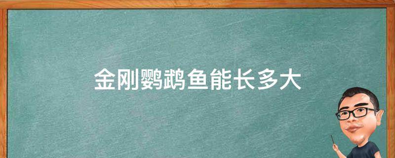 金剛鸚鵡魚(yú)能長(zhǎng)多大（金剛鸚鵡魚(yú)能長(zhǎng)多大壽命多長(zhǎng)）