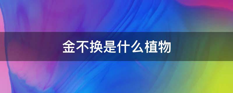 金不換是什么植物 金不換是什么樣的植物