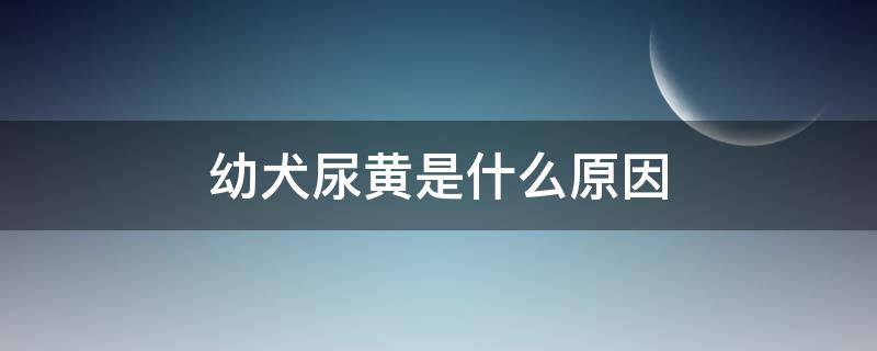 幼犬尿黃是什么原因（幼犬尿黃是什么原因引起的 喝羊奶粉就不黃）