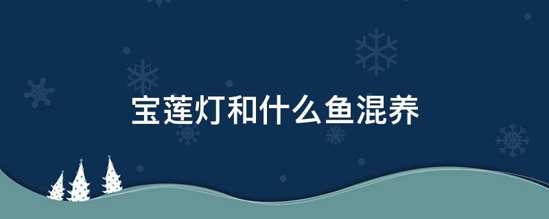 寶蓮燈和什么魚混養(yǎng)（寶蓮燈和什么魚混養(yǎng)好看）