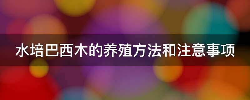 水培巴西木的养殖方法和注意事项（水培巴西木的养殖方法和注意事项有腊的放那头）