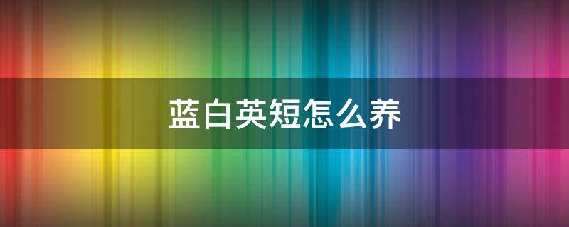 蓝白英短怎么养 蓝白英短怎么养健康