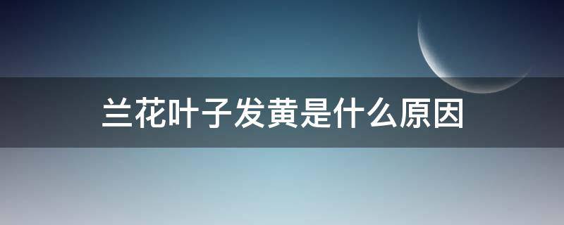 兰花叶子发黄是什么原因 金边兰花叶子发黄是什么原因