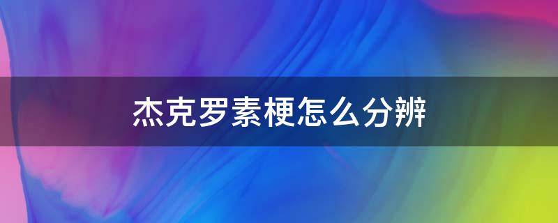 杰克罗素梗怎么分辨（杰克罗素梗长什么样）