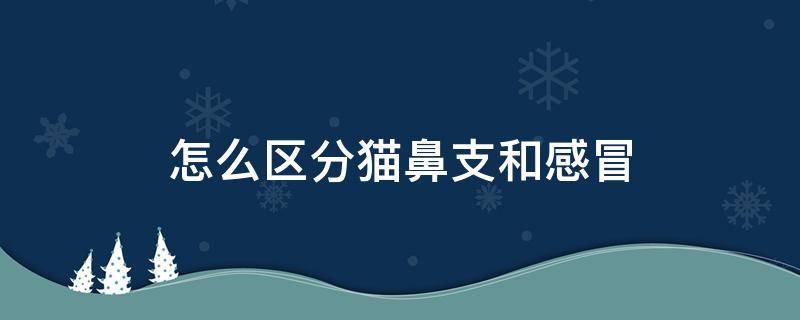 怎么区分猫鼻支和感冒 怎么区分猫鼻支和感冒花费