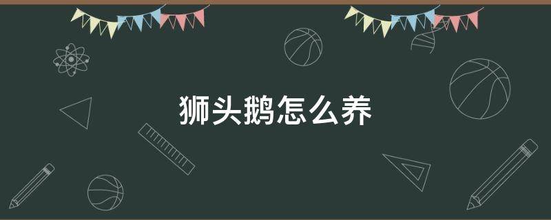 獅頭鵝怎么養(yǎng) 獅頭鵝怎么養(yǎng)殖技術(shù)及方法