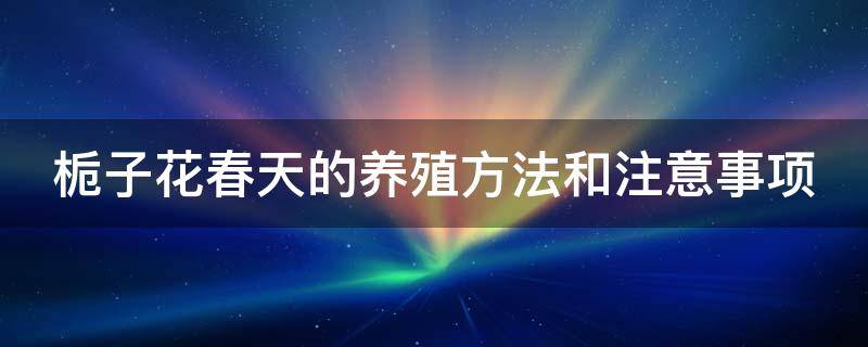 栀子花春天的养殖方法和注意事项（栀子花春天的养殖方法和注意事项有哪些）