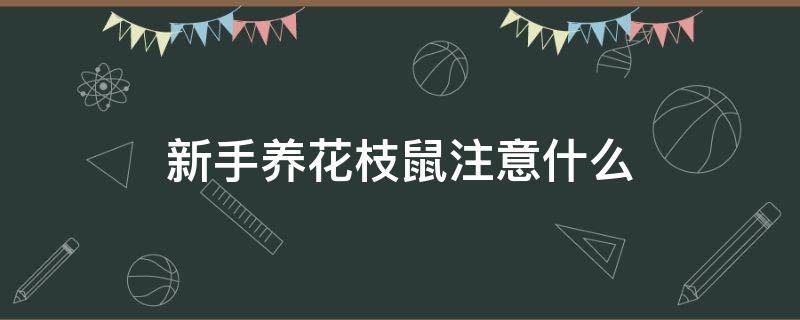 新手養(yǎng)花枝鼠注意什么 養(yǎng)花枝鼠需要準備什么