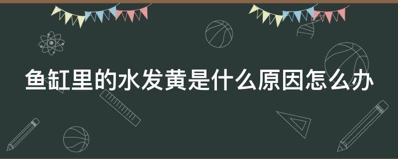 鱼缸里的水发黄是什么原因怎么办 鱼缸水发黄用什么药