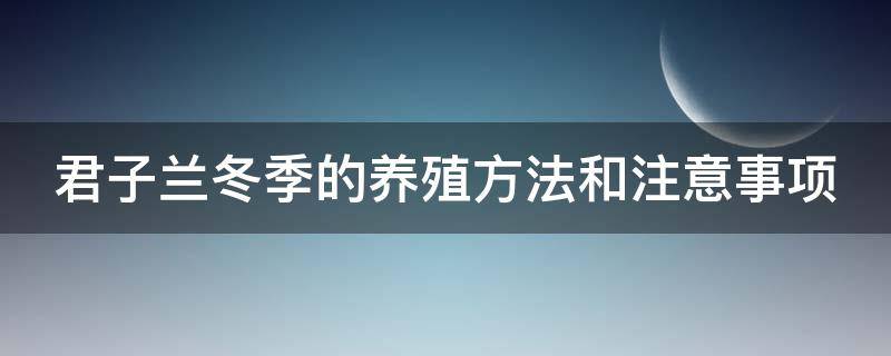 君子蘭冬季的養(yǎng)殖方法和注意事項（君子蘭冬季的養(yǎng)殖方法和注意事項有哪些）