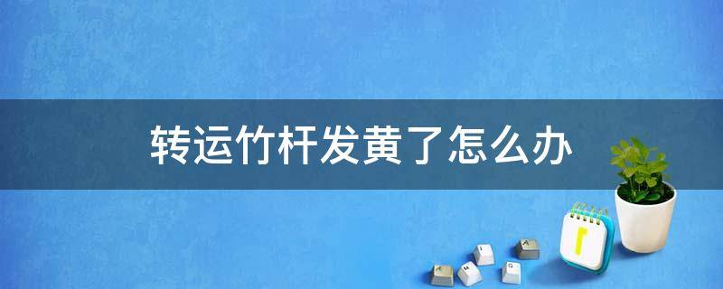 转运竹杆发黄了怎么办 转运竹杆发黄了怎么办土养