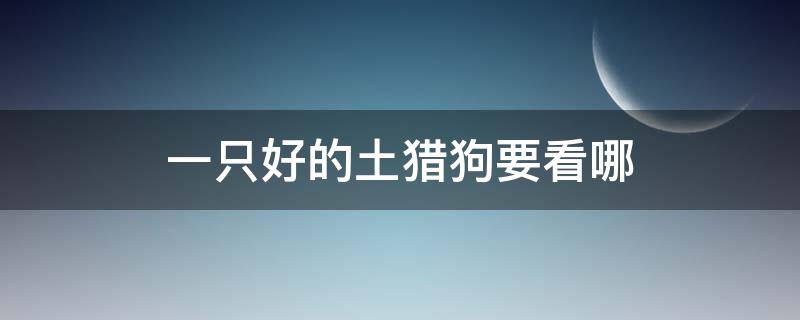 一只好的土獵狗要看哪 一條好的土獵狗從哪方面看