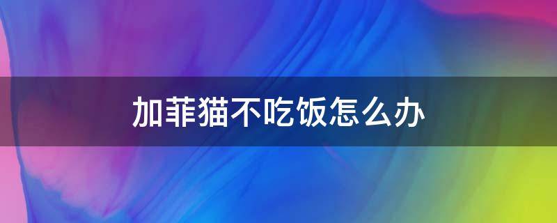 加菲猫不吃饭怎么办 加菲猫不吃东西