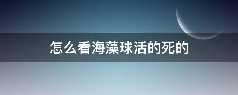 怎么看海藻球活的死的（海藻球是活的还是死的）