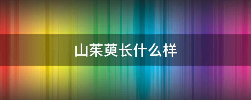 山茱萸长什么样 山茱萸长什么样?