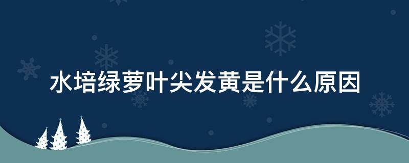 水培绿萝叶尖发黄是什么原因（水培绿萝叶子发黄怎么办:病因分析和解决办法）