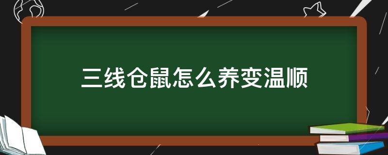 三線倉鼠怎么養(yǎng)變溫順 三線倉鼠溫柔嗎