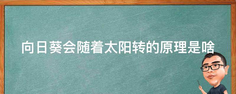 向日葵會(huì)隨著太陽轉(zhuǎn)的原理是啥 向日葵會(huì)隨著太陽轉(zhuǎn)動(dòng)的過程