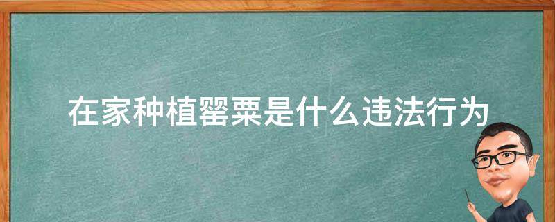 在家种植罂粟是什么违法行为（在自家种植罂粟属于什么违法行为）