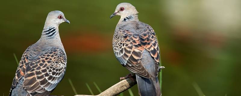 斑鳩會不會輕易棄巢（斑鳩會棄巢嗎）