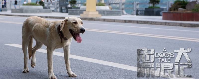 忠犬流浪記結(jié)局是什么 忠犬流浪記結(jié)局是什么意思