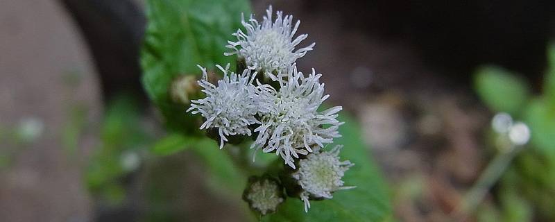 白花草有幾種 白花草本植物