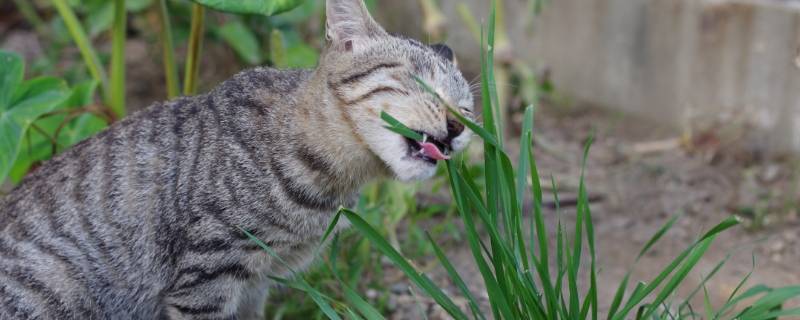 猫咪吃狗尾巴草有害吗 狗尾巴草猫吃了有害吗