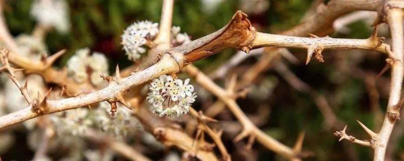 鲜花与荆棘并存什么意思（鲜花与荆棘并存是什么意思）