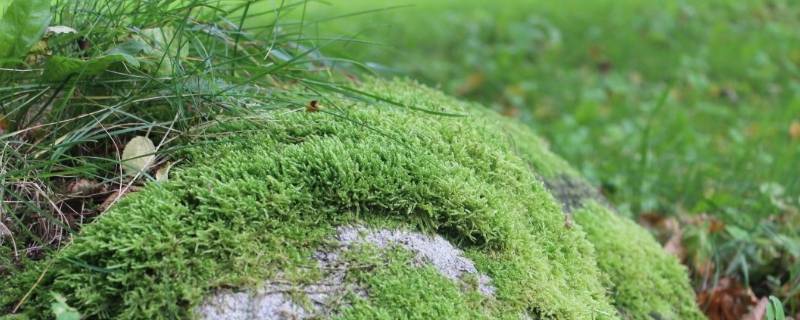 苔藓过冬春天能活吗 冬天苔藓干了还能活吗